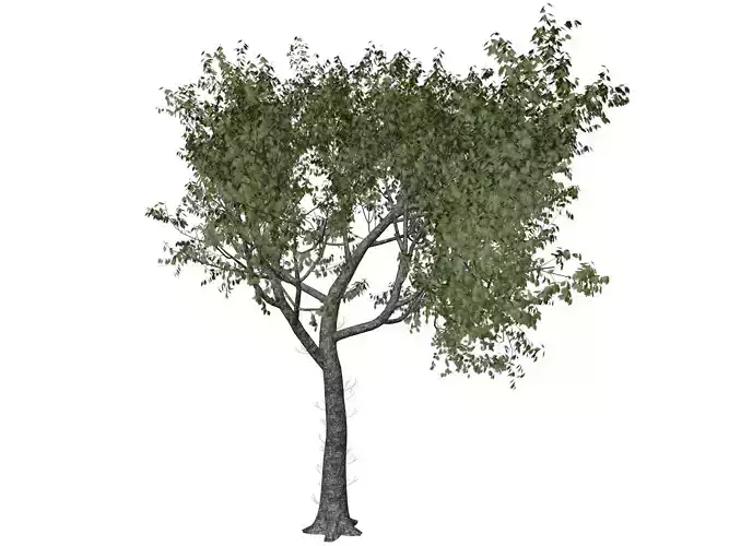 Red Oak Tree - 10 -
