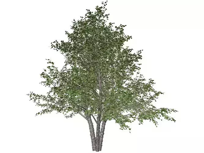 River Birch Tree - 01 - 3D model