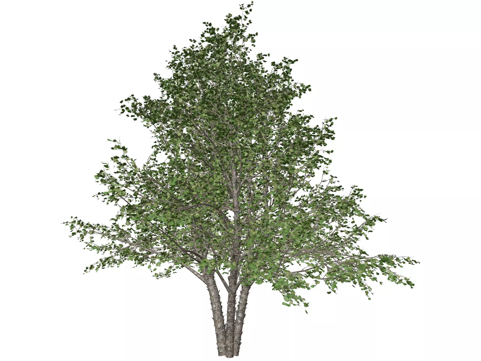 River Birch Tree - 01 - 3D model