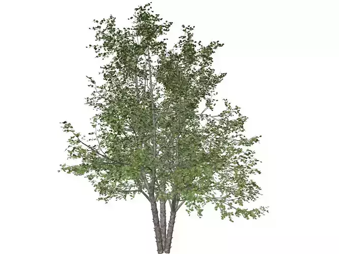 River Birch Tree - 02 -