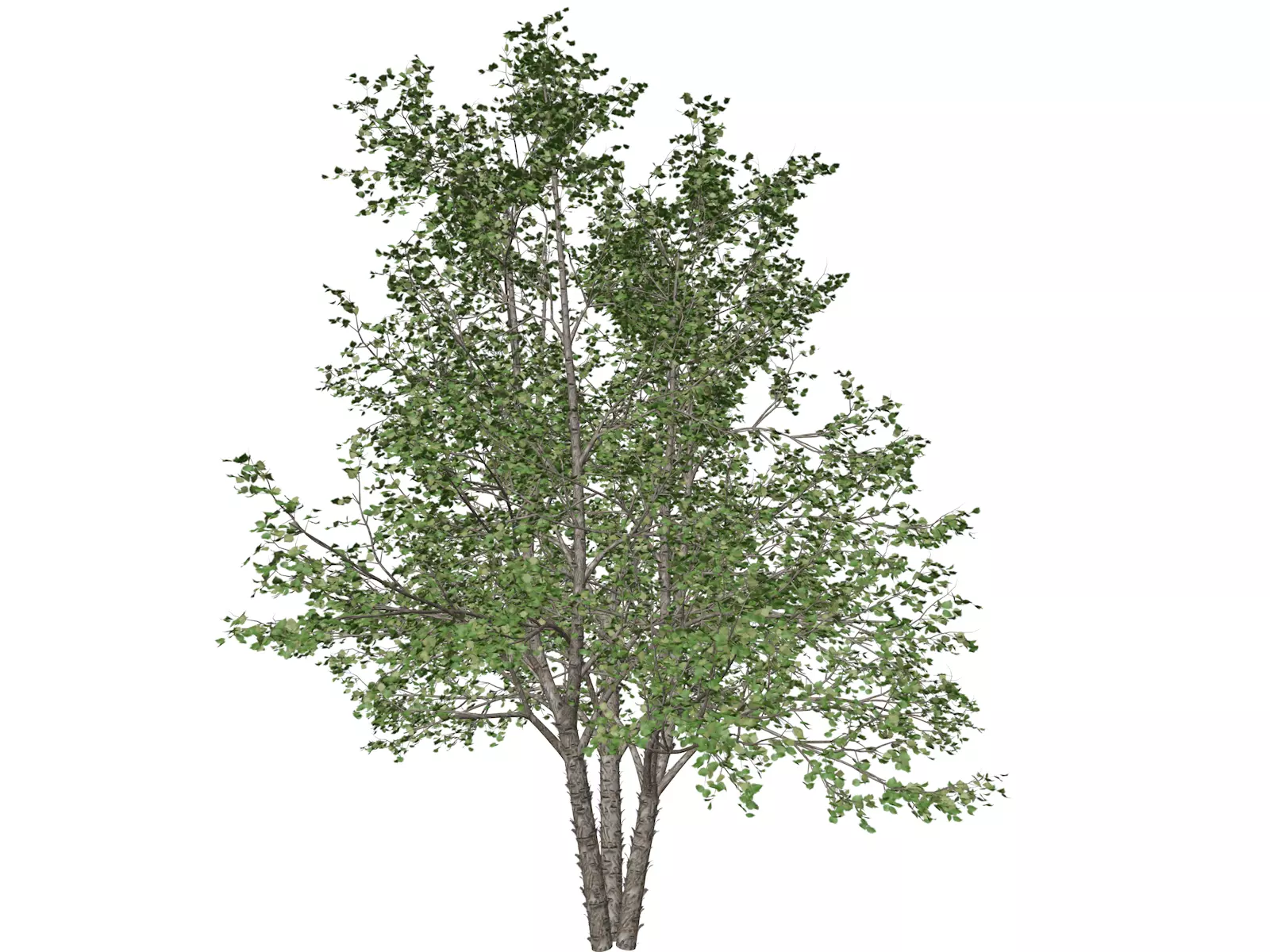 River Birch Tree - 02 - 3D model_0