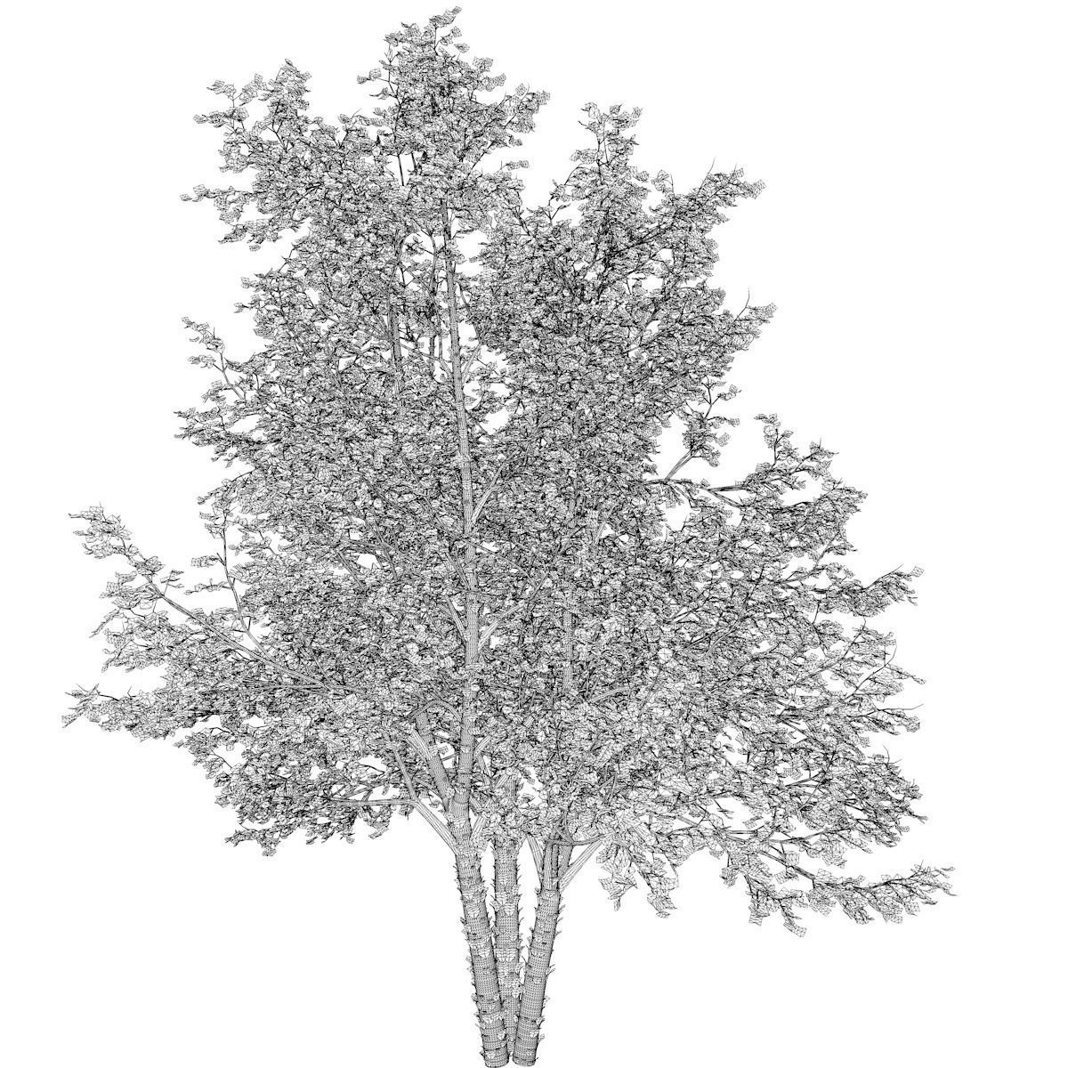 River Birch Tree - 02 - 3D model_2