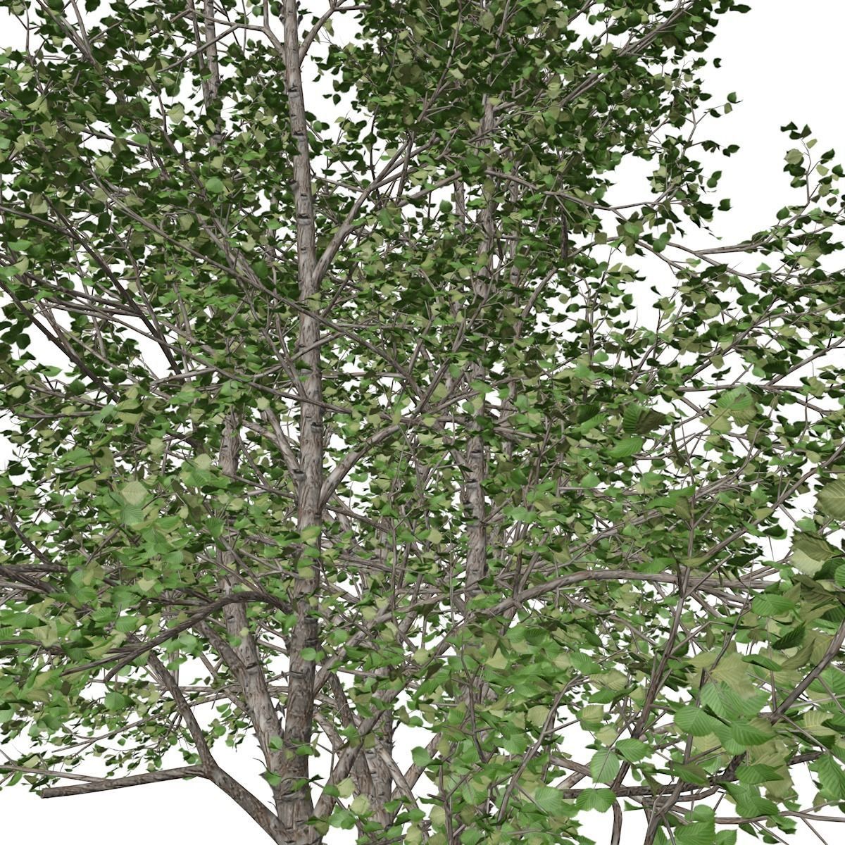 River Birch Tree - 02 - 3D model_3