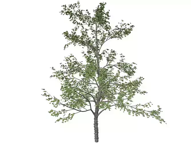 River Birch Tree - 03 -
