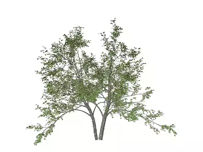 River Birch Tree - 04 -