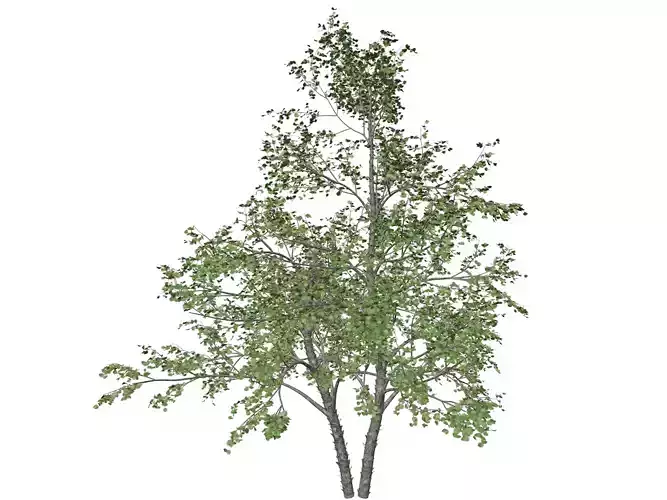 River Birch Tree - 05 -