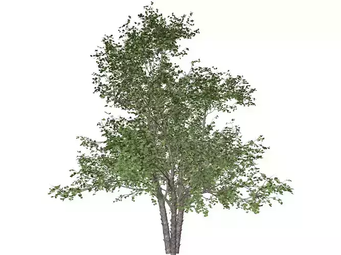 River Birch Tree - 06 -