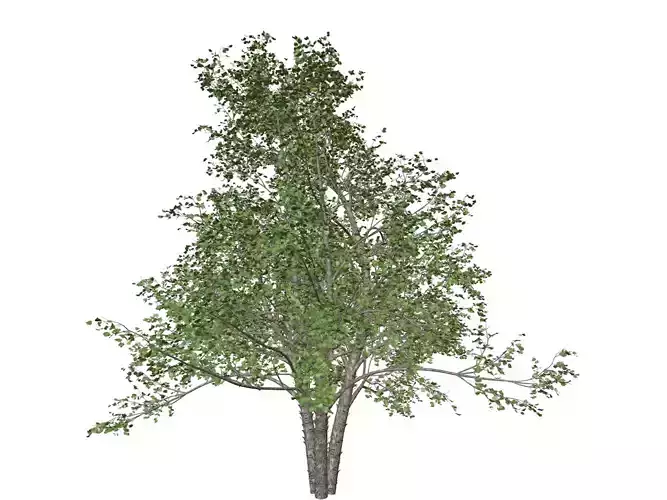 River Birch Tree - 07 -