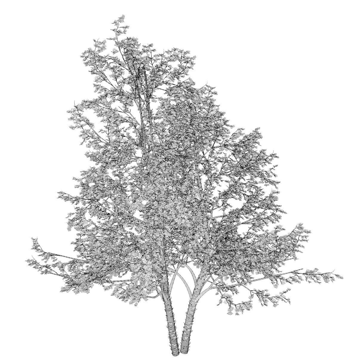 River Birch Tree - 08 - 3D model_2