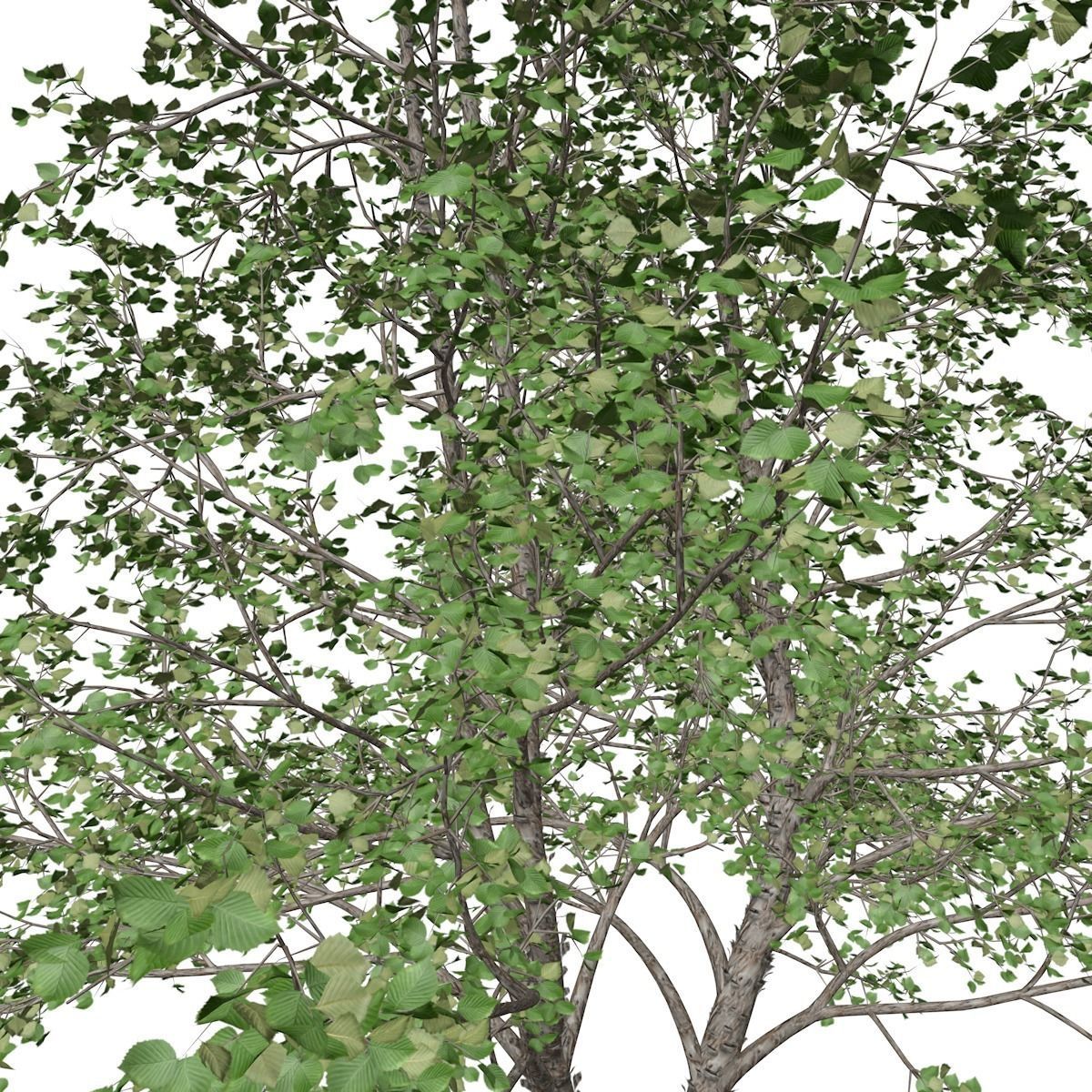 River Birch Tree - 08 - 3D model_3