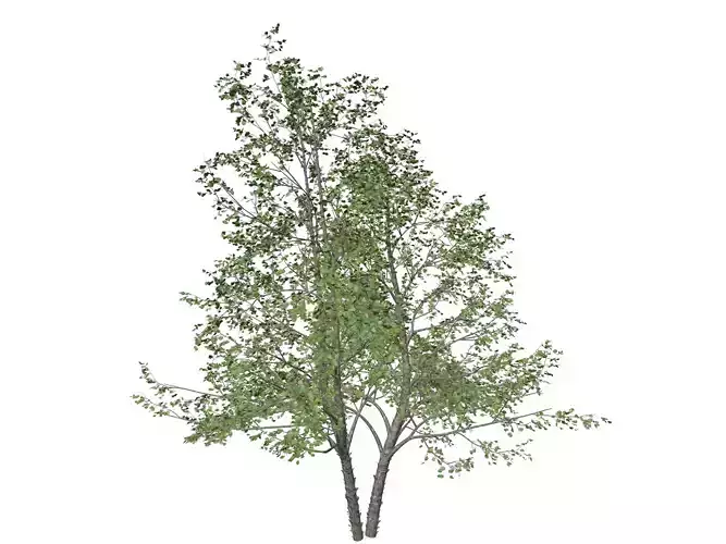 River Birch Tree - 08 - 3D model River Birch Tree - 08 - 3D model