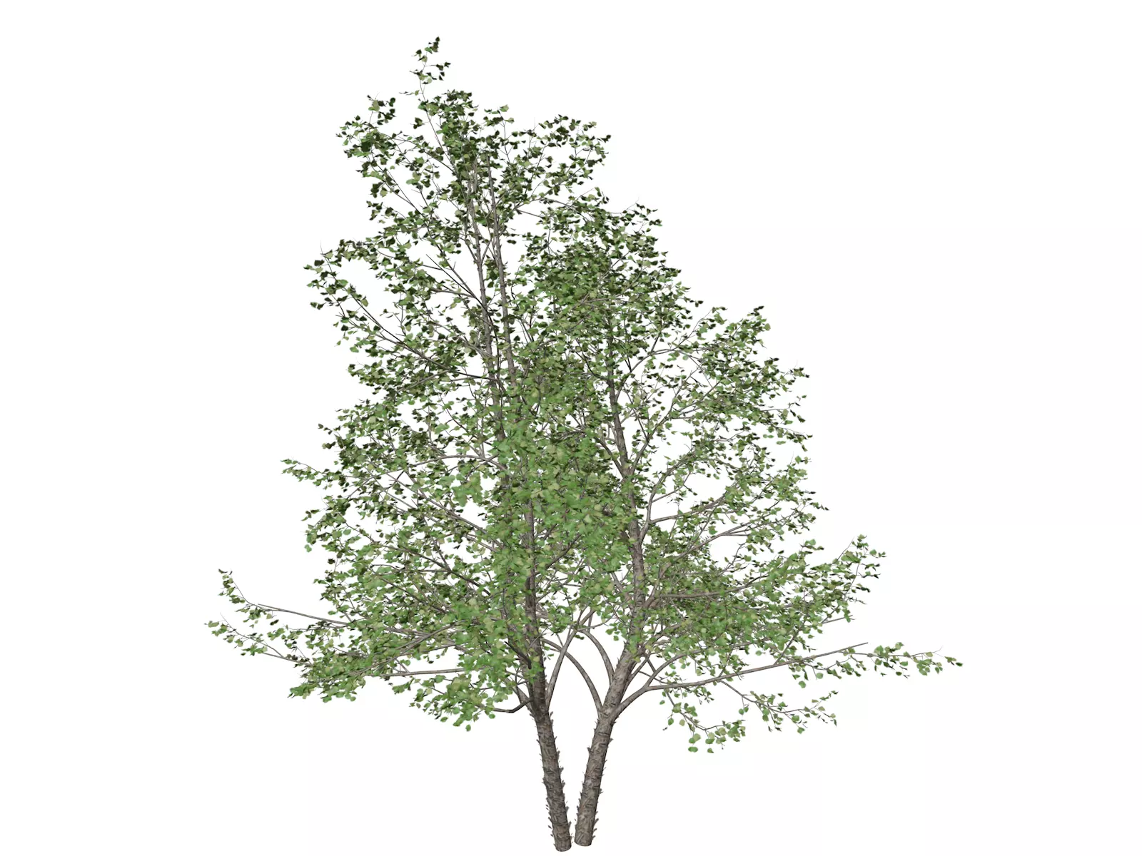 River Birch Tree - 08 - 3D model_0
