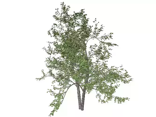 River Birch Tree - 09 - 3D model