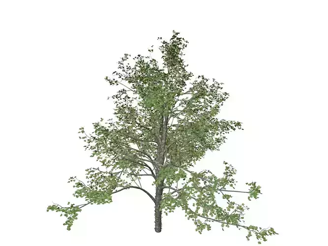 River Birch Tree - 10 -