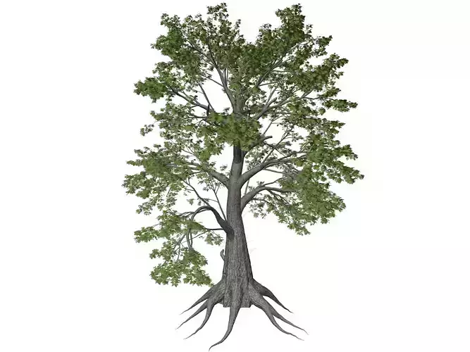 Sassafras Tree - 01 -