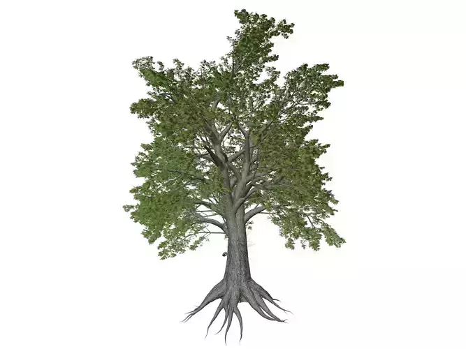 Sassafras Tree - 02 -