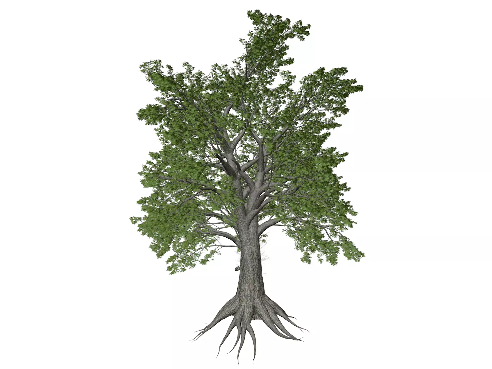 Sassafras Tree - 02 - 3D model_0