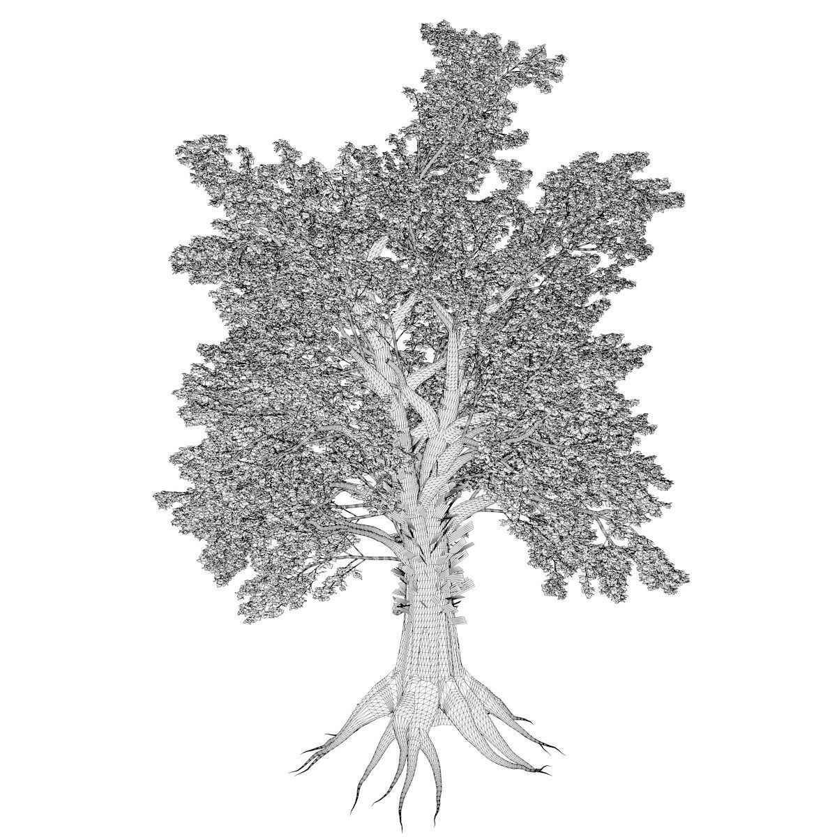 Sassafras Tree - 02 - 3D model_2