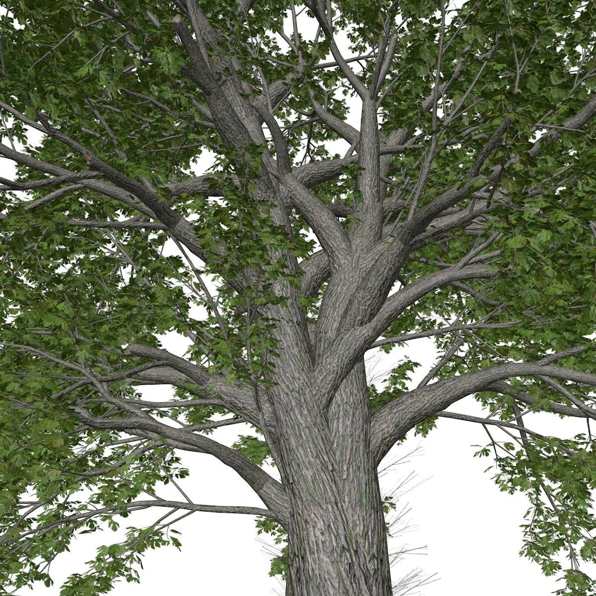 Sassafras Tree - 02 - 3D model_3