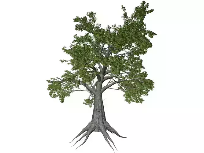 Sassafras Tree - 03 - 3D model