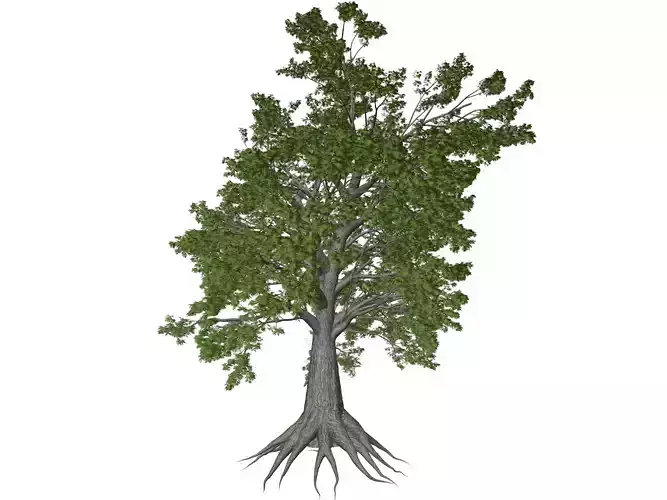 Sassafras Tree - 04 -