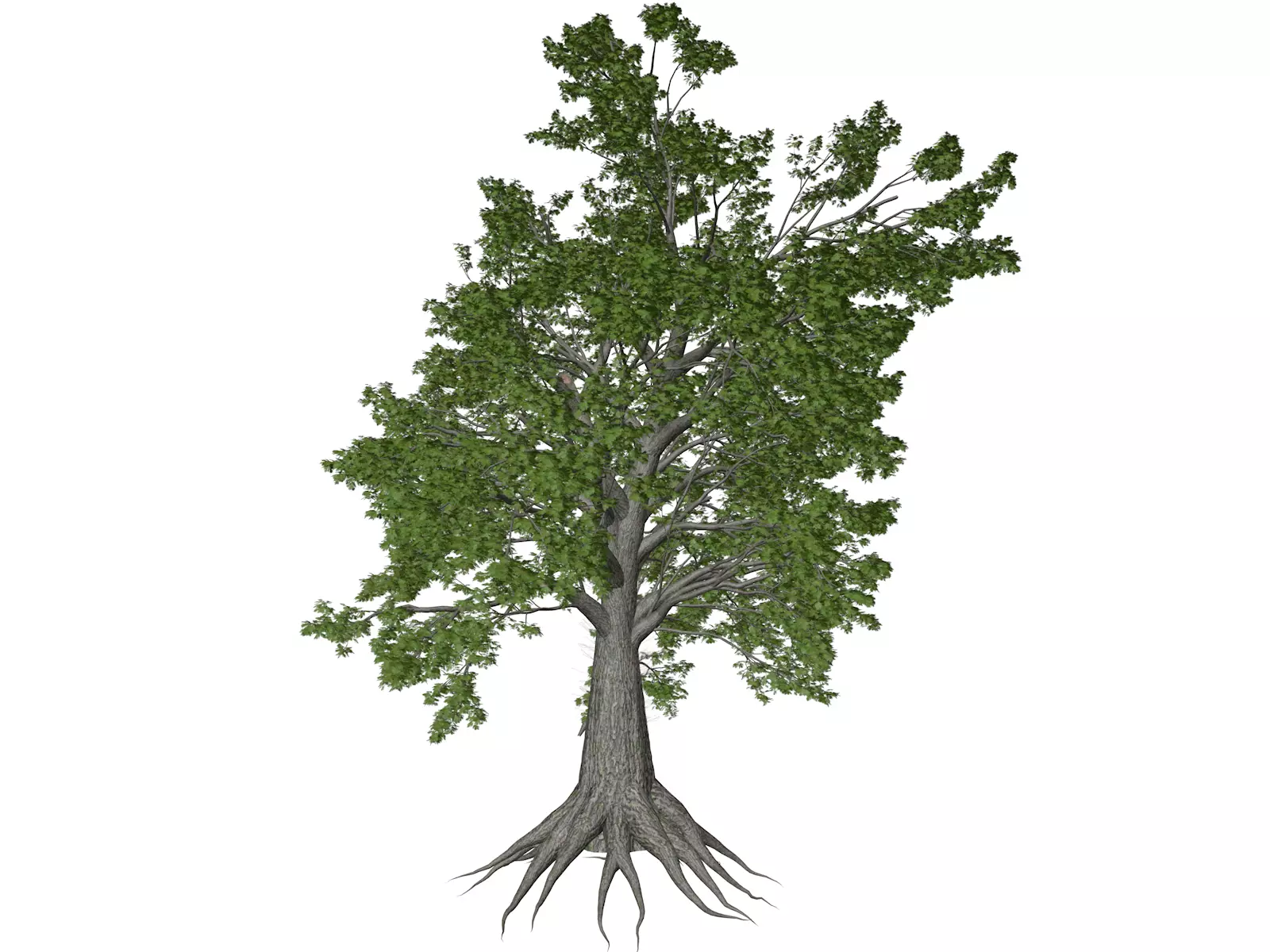 Sassafras Tree - 04 - 3D model_0