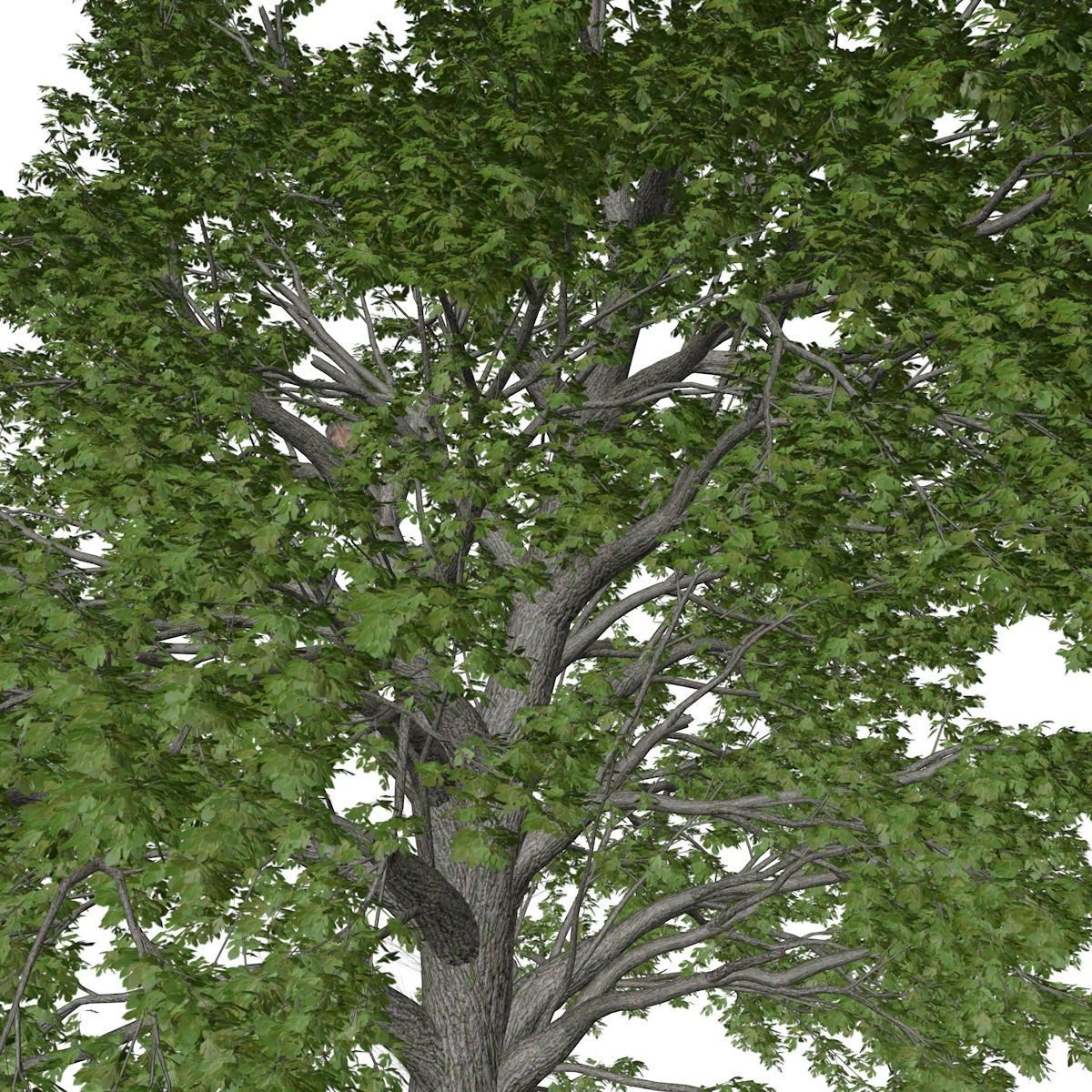 Sassafras Tree - 04 - 3D model_3