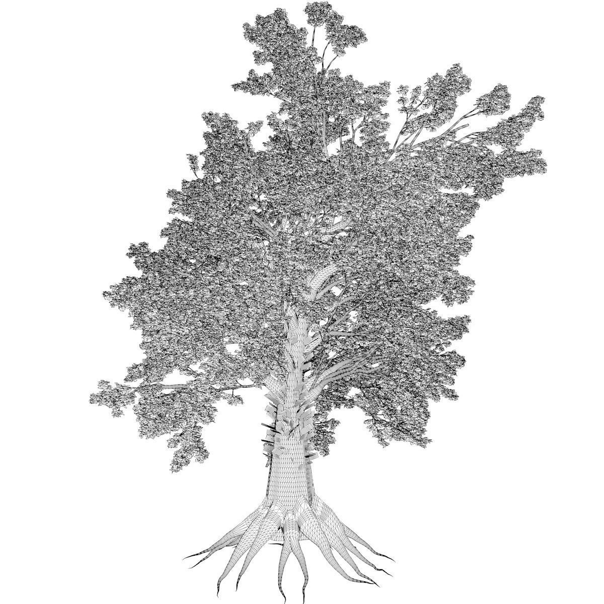Sassafras Tree - 04 - 3D model_2