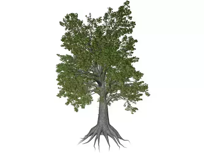 Sassafras Tree - 05 - 3D model