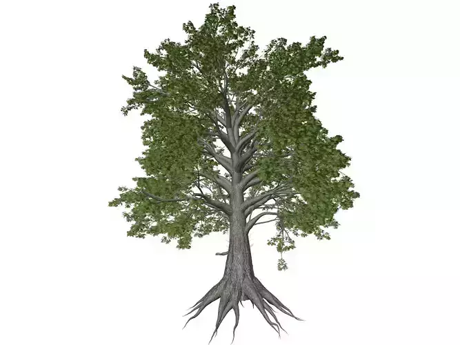 Sassafras Tree - 06 - 3D model