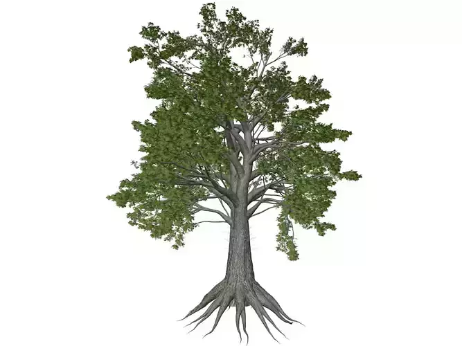 Sassafras Tree - 07 -