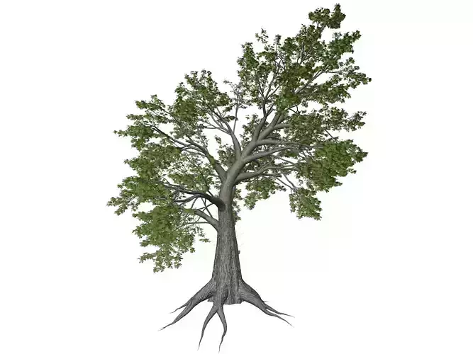 Sassafras Tree - 08 - 3D model