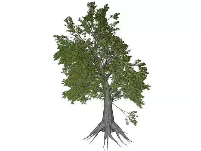 Sassafras Tree - 09 -