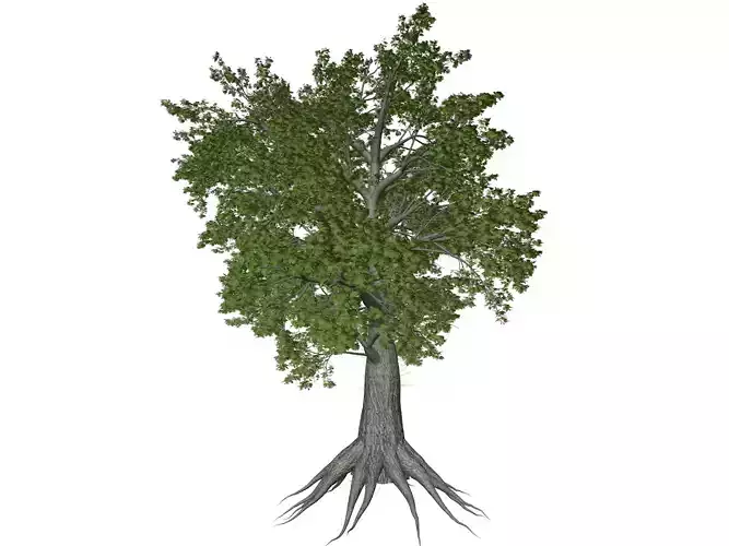 Sassafras Tree - 10 -
