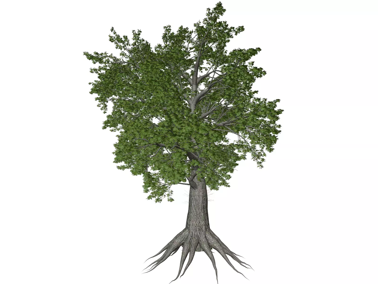 Sassafras Tree - 10 - 3D model_0