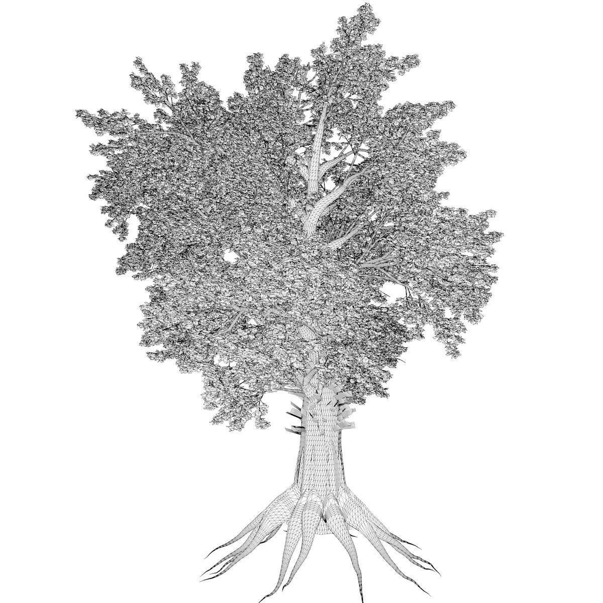 Sassafras Tree - 10 - 3D model_2