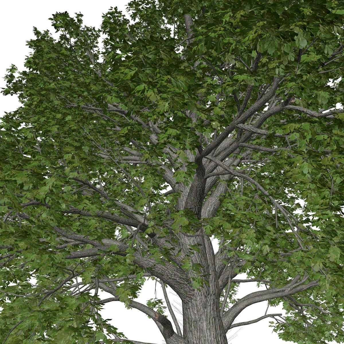 Sassafras Tree - 10 - 3D model_3