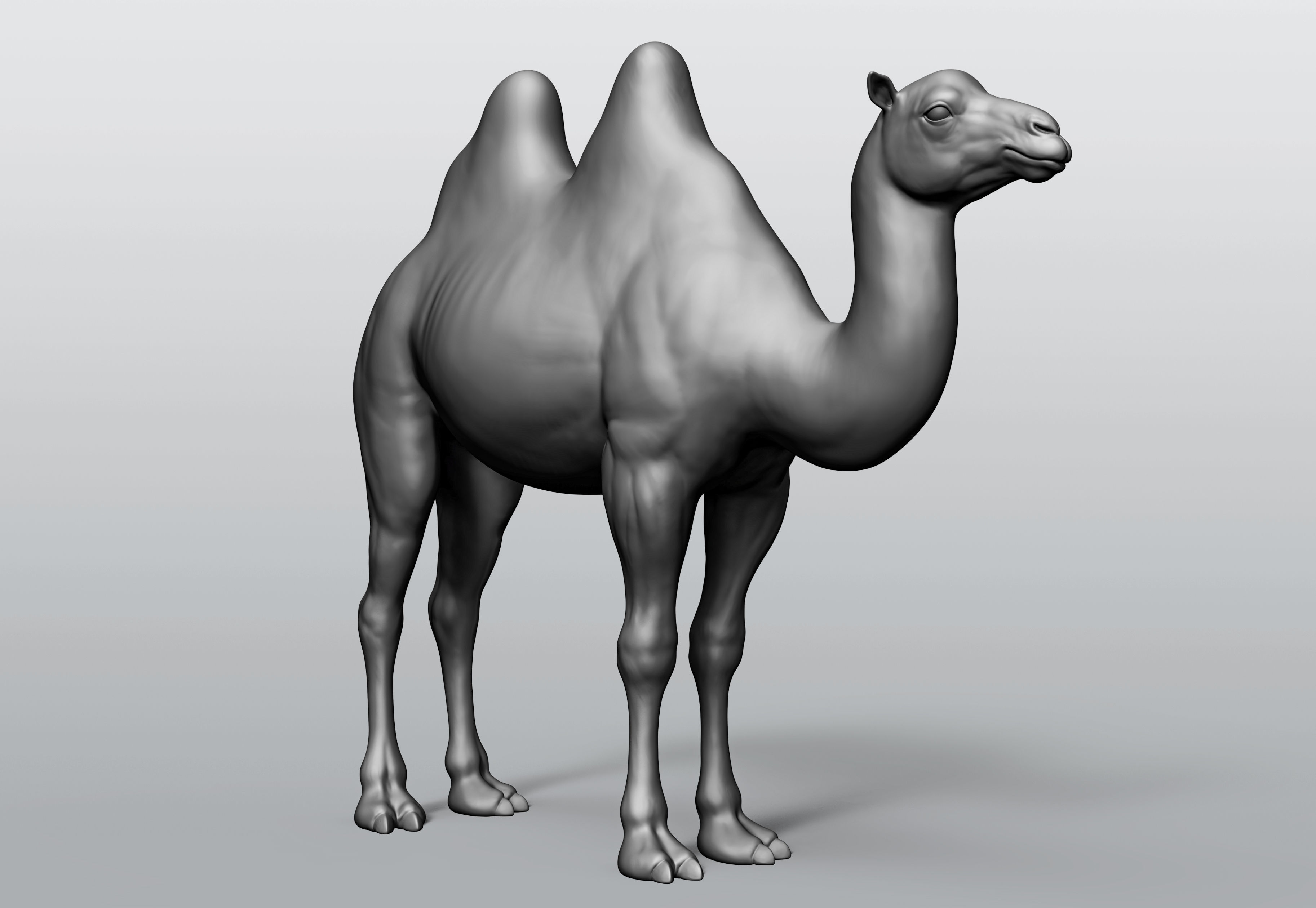 Domestic animal collection 5 animals 3D model_1