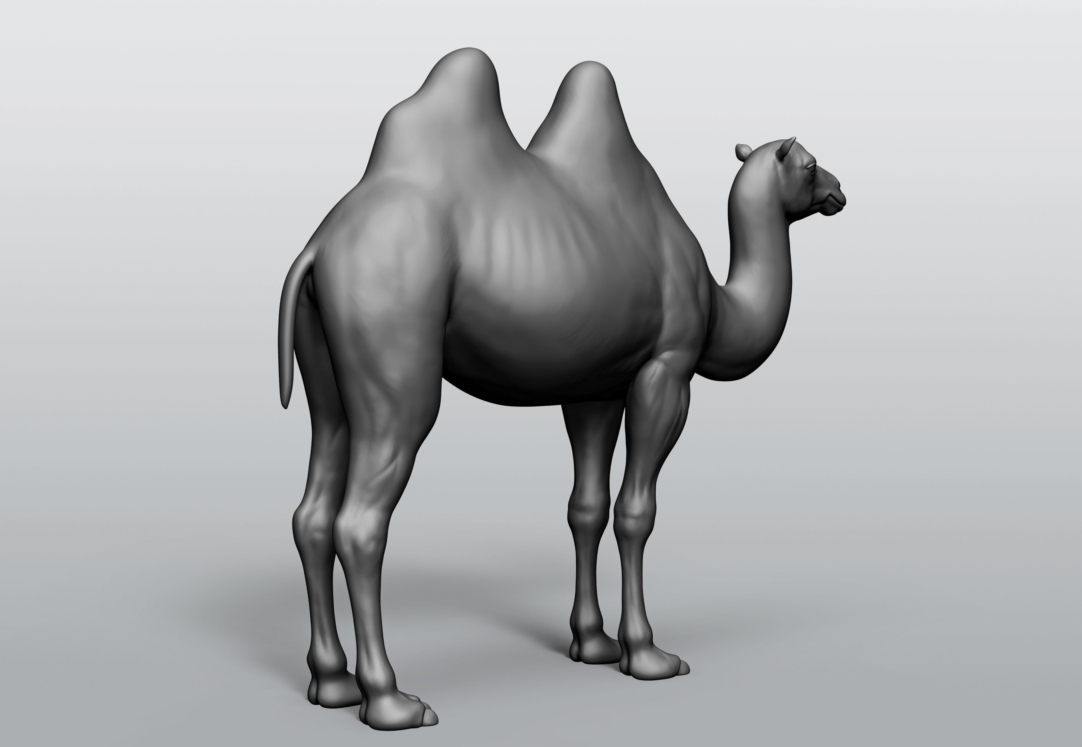 Domestic animal collection 5 animals 3D model_3
