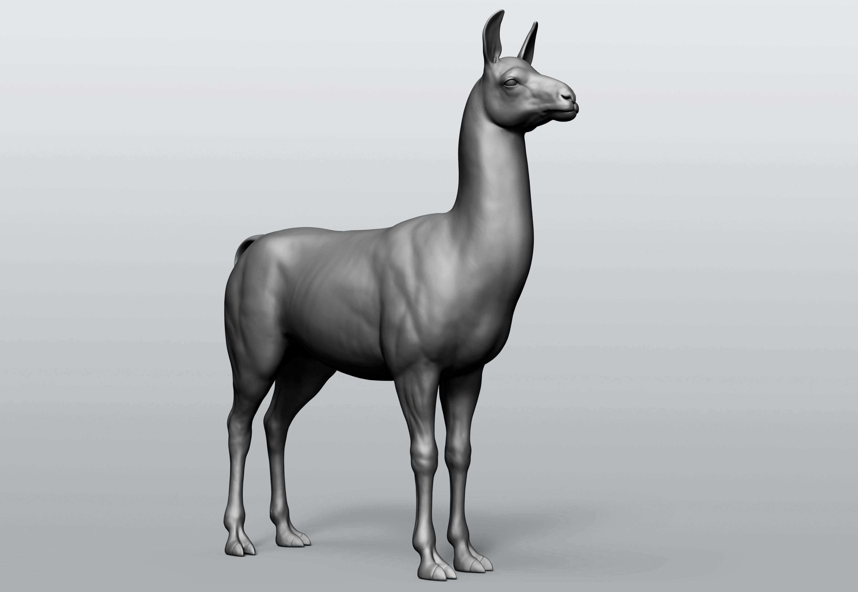 Domestic animal collection 5 animals 3D model_43