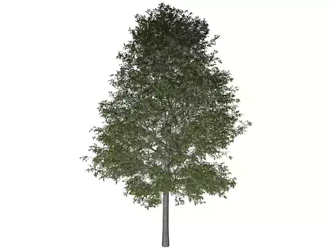 Shingle Oak Tree - 01 -