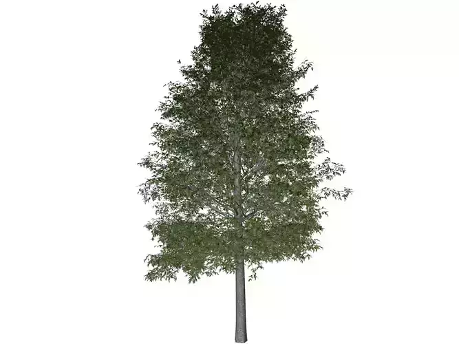 Shingle Oak Tree - 02 -