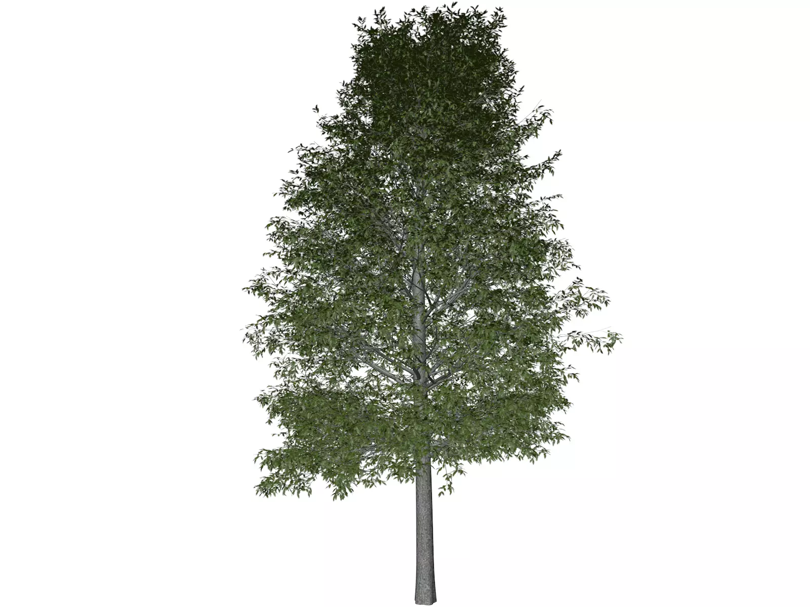Shingle Oak Tree - 02 - 3D model_0