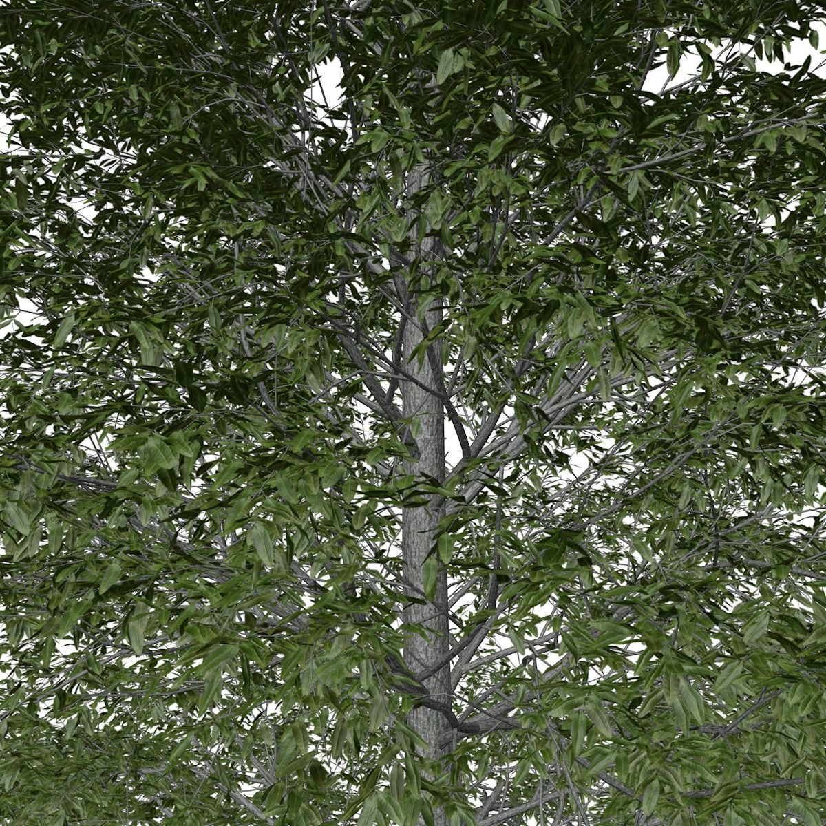 Shingle Oak Tree - 02 - 3D model_3