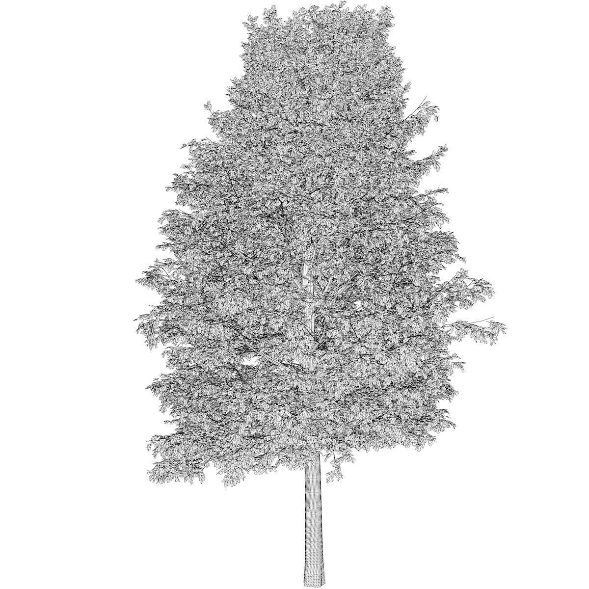 Shingle Oak Tree - 02 - 3D model_2
