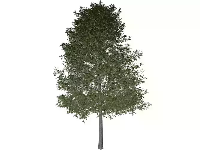 Shingle Oak Tree - 03 -