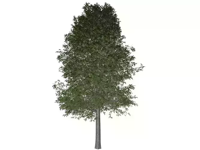 Shingle Oak Tree - 04 -