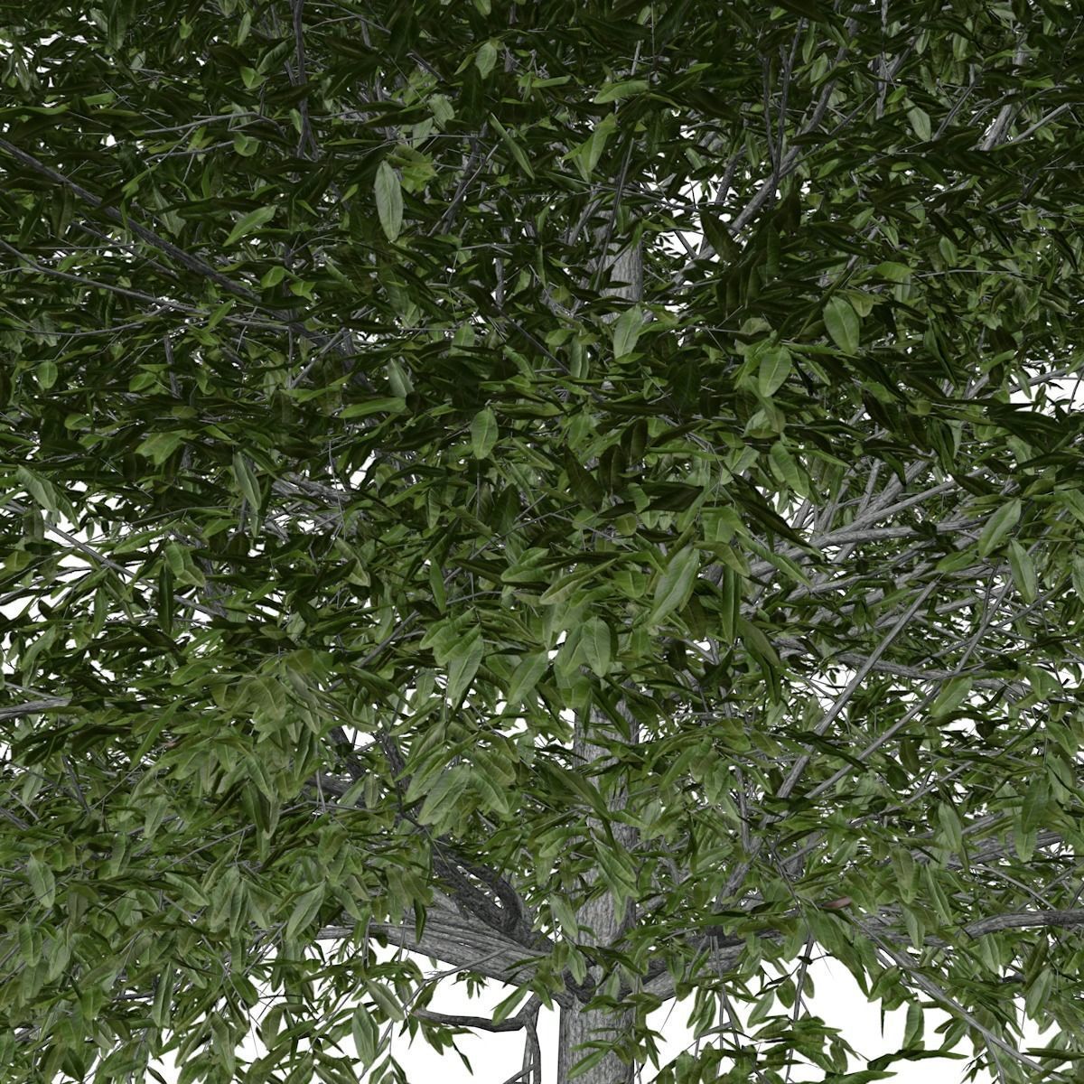 Shingle Oak Tree - 05 - 3D model_3