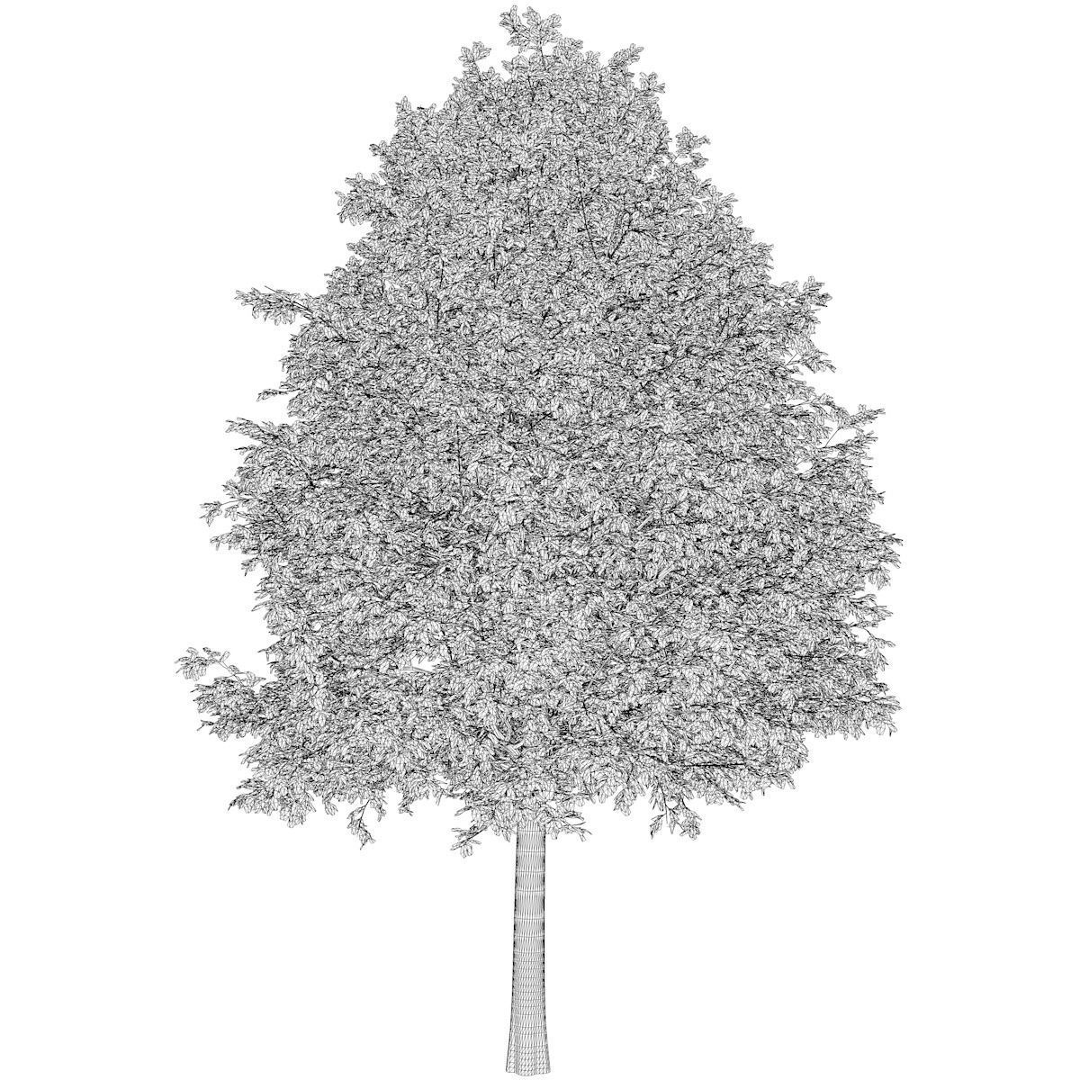 Shingle Oak Tree - 05 - 3D model_2