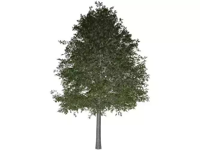 Shingle Oak Tree - 05 -